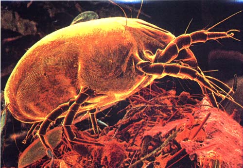 dust mite electron microscope